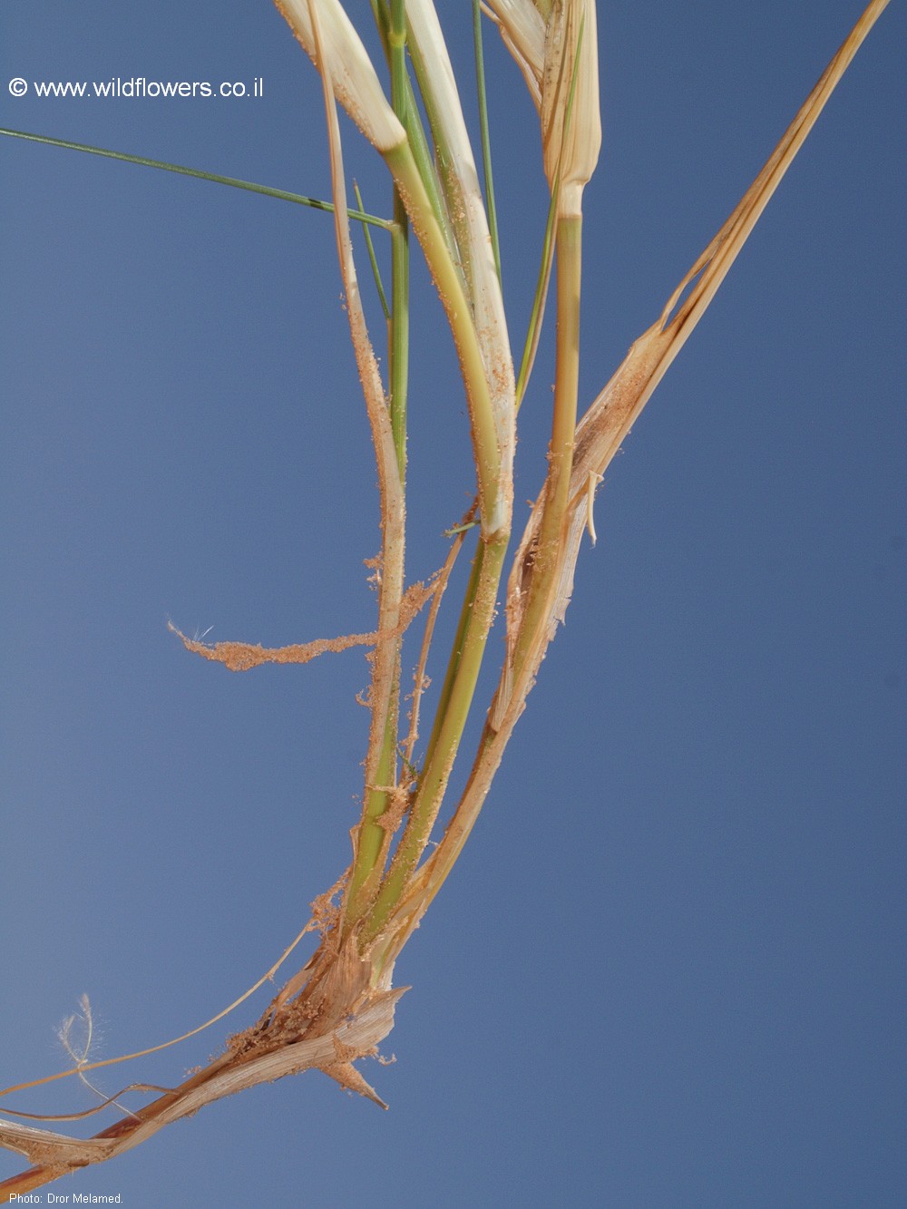 Stipagrostis scoparia
